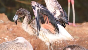 Flamingo chick escapes from Paignton Zoo sparking mass hunt in race against time