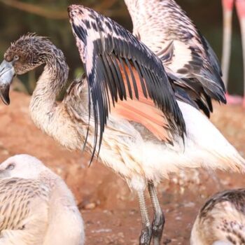 Flamingo chick escapes from Paignton Zoo sparking mass hunt in race against time