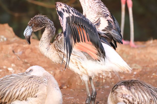 Flamingo chick escapes from Paignton Zoo sparking mass hunt in race against time