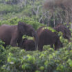 Gabon : les éléphants de forêt exaspèrent les populations rurales