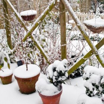 Gardeners urged 'do one thing' now as snow blankets UK gardens