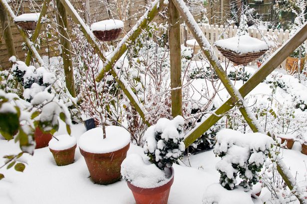 Gardeners urged 'do one thing' now as snow blankets UK gardens