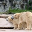 Germany: Zoo wary over newborn polar bear cubs' prospects