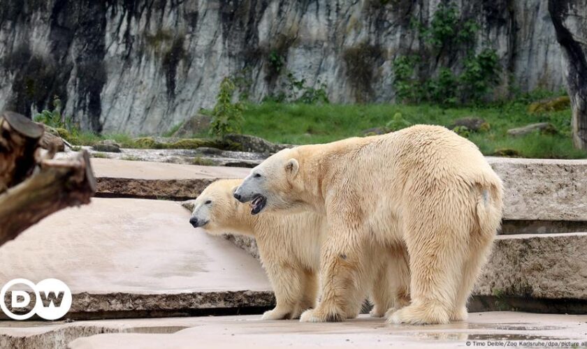 Germany: Zoo wary over newborn polar bear cubs' prospects