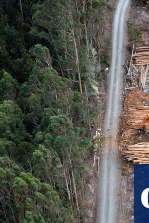 Greens drop climate trigger demand in attempt to restart Nature Positive talks with Labor