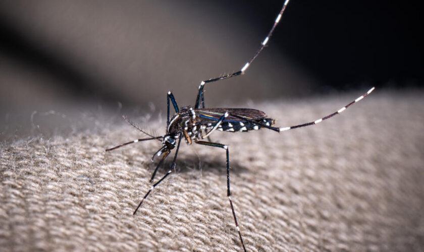 Guadeloupe : l'épidémie de dengue déclarée, un sérotype rare inquiète les autorités