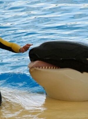 Horror final moments of SeaWorld trainer as killer whale who 'tore organs' dies