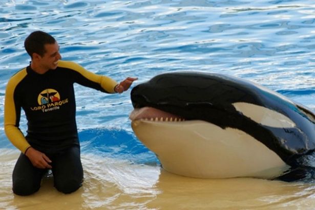 Horror final moments of SeaWorld trainer as killer whale who 'tore organs' dies