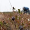 Die auch als Moosbeeren bekannten Cranberrys wachsen auf Sylt fast überall in den feuchten Dünentälern. Im Herbst sind sie reif.