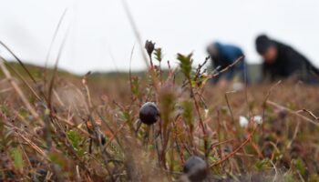 Die auch als Moosbeeren bekannten Cranberrys wachsen auf Sylt fast überall in den feuchten Dünentälern. Im Herbst sind sie reif.