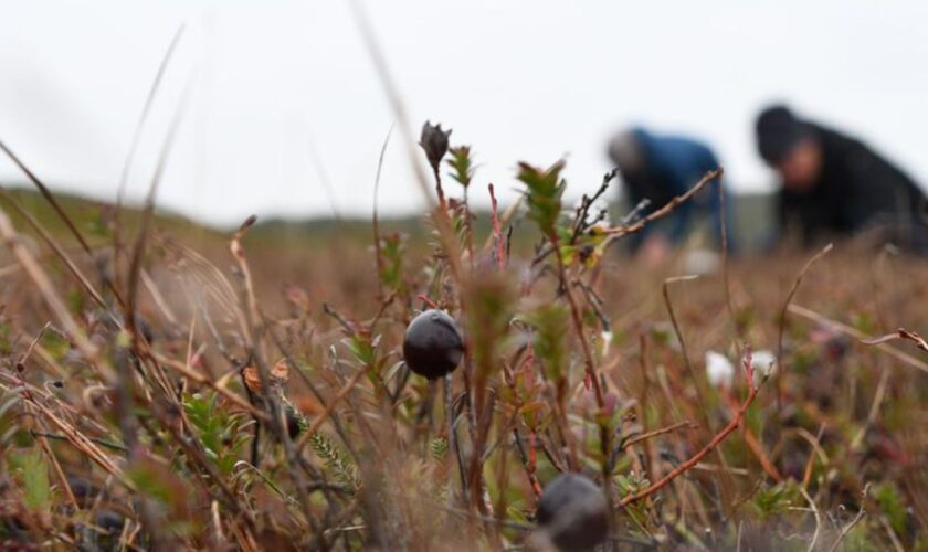 Die auch als Moosbeeren bekannten Cranberrys wachsen auf Sylt fast überall in den feuchten Dünentälern. Im Herbst sind sie reif.