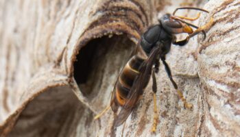 Invasive Art: XXL-Nest entfernt: Asiatische Hornisse breitet sich in Deutschland aus