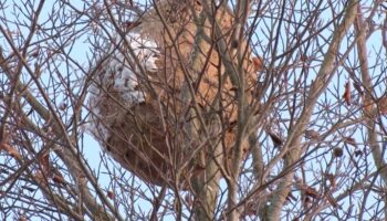 Invasive Art in Deutschland: Asiatische Hornisse breitet sich aus – Behörden entfernen XXL-Nest