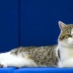 Katzen in Deutschland: Jäger erschießen in Schleswig-Holstein über 2.500 Katzen