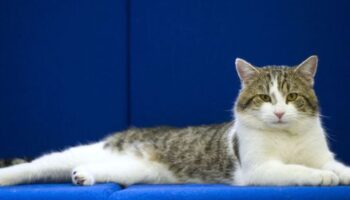 Katzen in Deutschland: Jäger erschießen in Schleswig-Holstein über 2.500 Katzen