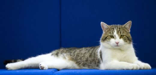 Katzen in Deutschland: Jäger erschießen in Schleswig-Holstein über 2.500 Katzen