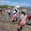 Kenya : l'algoculture pour vivre de la mer, face aux sécheresses récurrentes