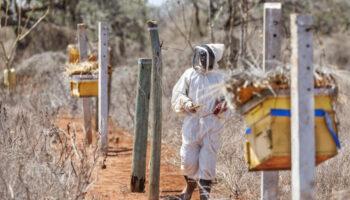 Kenya : les abeilles comme solution au conflit entre éléphants et êtres humains