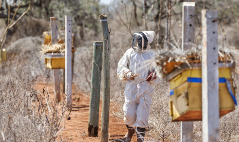 Kenya : les abeilles comme solution au conflit entre éléphants et êtres humains