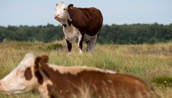 Klimaschutz: Dänemark besteuert furzende Kühe und Schweine