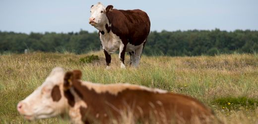 Klimaschutz: Dänemark besteuert furzende Kühe und Schweine