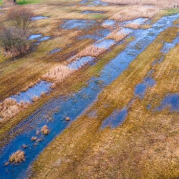 Die Wiedervernässung von Mooren gilt als wichtiger Beitrag zum Klimaschutz. Die Grünen kritisieren, dass seit 2020 keine Daten z