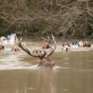 « L’Indien » tué lors d’une chasse à courre : il ne resterait que deux grands cerfs en forêt de Laigue