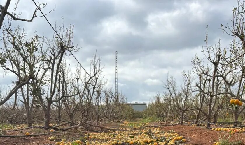 La DANA acaba con una tercera parte de la producción nacional de caqui