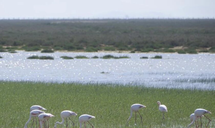 La burocracia atasca las ayudas a los agricultores de Doñana