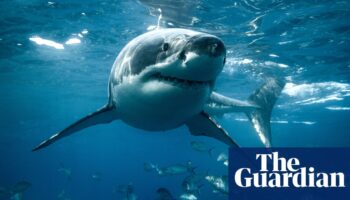 Largest great white shark ever caught in Queensland control program was pregnant with four pups