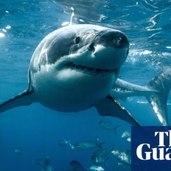 Largest great white shark ever caught in Queensland control program was pregnant with four pups