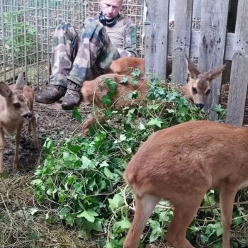 Le refuge pour animaux sauvages publie sa liste de Noël… sur Amazon : « Les gens savent ce qu’ils donnent »