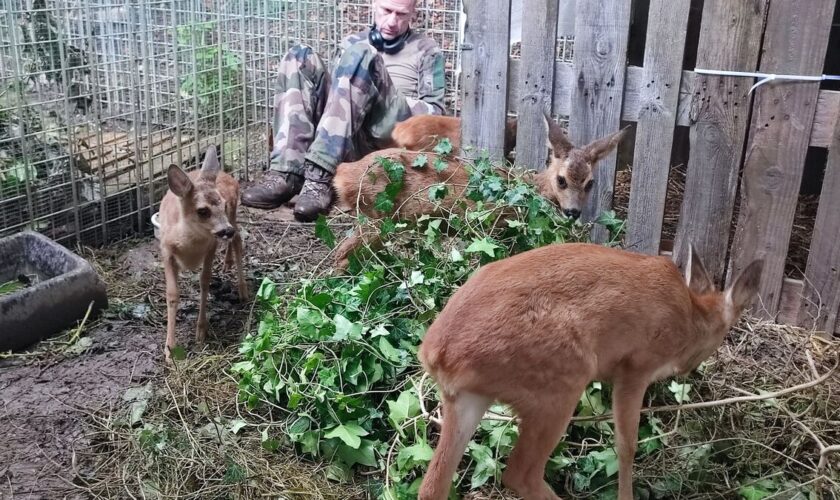 Le refuge pour animaux sauvages publie sa liste de Noël… sur Amazon : « Les gens savent ce qu’ils donnent »