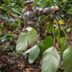 Leçon de nature auprès des Amérindiens de Guyane : « Nous ne tuons que ce que nous mangeons »