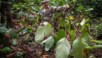 Leçon de nature auprès des Amérindiens de Guyane : « Nous ne tuons que ce que nous mangeons »