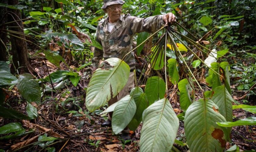 Leçon de nature auprès des Amérindiens de Guyane : « Nous ne tuons que ce que nous mangeons »