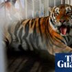 Louisiana governor criticized over live tiger show at university football game