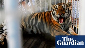 Louisiana governor criticized over live tiger show at university football game