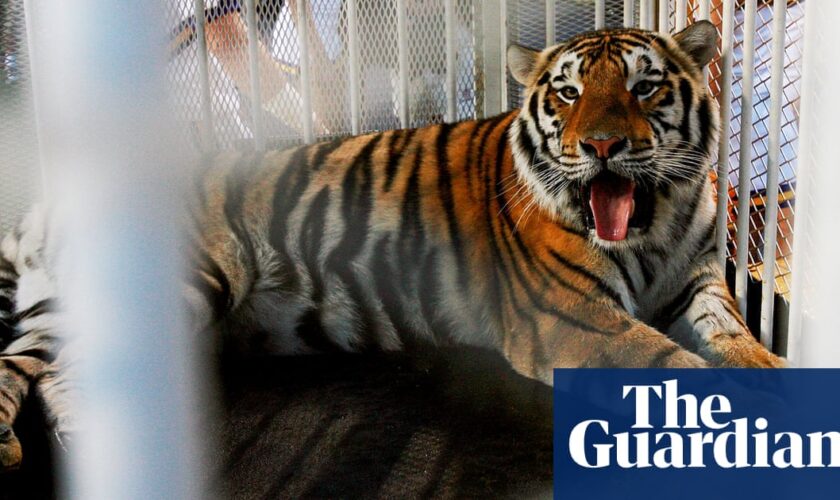 Louisiana governor criticized over live tiger show at university football game