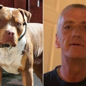 Man pleads guilty after brutal XL Bully attack where 'Titan' dog mauled neighbour to death