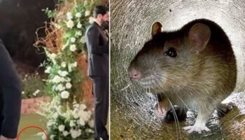 Moment rat interrupts groom's emotional wedding vows in front of stunned friends and family