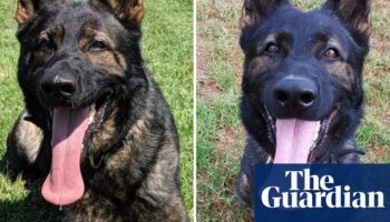 NSW police dogs died in car’s special cooling ‘pod’ when engine switched off, force says