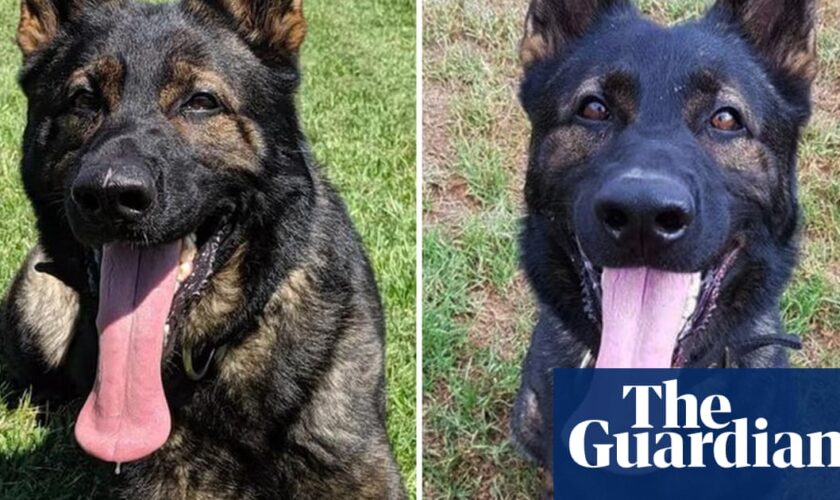 NSW police dogs died in car’s special cooling ‘pod’ when engine switched off, force says