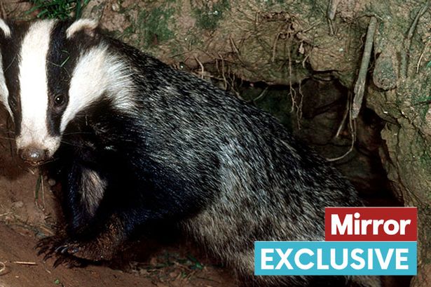 Nearly 5,000 UK wildlife crimes in just one year but convictions at all-time low