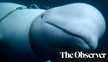 New film unravels mystery of the Russian ‘spy whale’