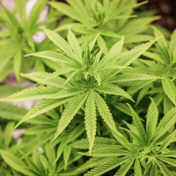 Niedersachsen: Erster Anbauverein gibt Cannabis aus: "Habe die 25 Gramm nicht ausgeschöpft"