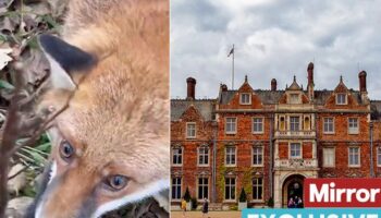 Outrage as video shows fox caught in 'barbaric' snare trap on King's Sandringham estate