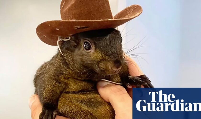 Peanut the Instagram-famous squirrel is seized by New York officials