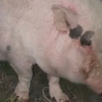 Pet pig stumbles back to bed after raiding owner's garage and guzzling beers