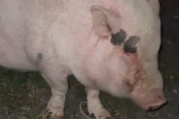 Pet pig stumbles back to bed after raiding owner's garage and guzzling beers